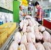 خریداری و ذخیره‌سازی روزانه ۱۰۰۰ تن مرغ/ صادرات مرغ از تمام مرزها بلامانع است