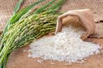 خرید توافقی برنج شمال با قیمت ۷۵۰ ‌هزار ریال آغاز شد
